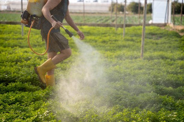 Best Wasp Removal Services  in Gunbarrel, CO
