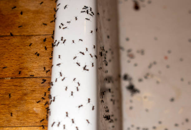Insect Control in Gunbarrel, CO