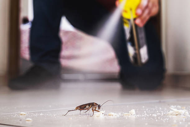 Best Cockroach Control Services  in Gunbarrel, CO