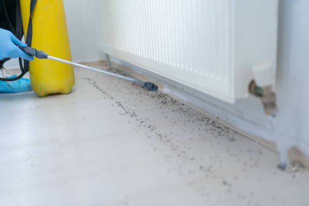 Best Emergency Pest Control  in Gunbarrel, CO