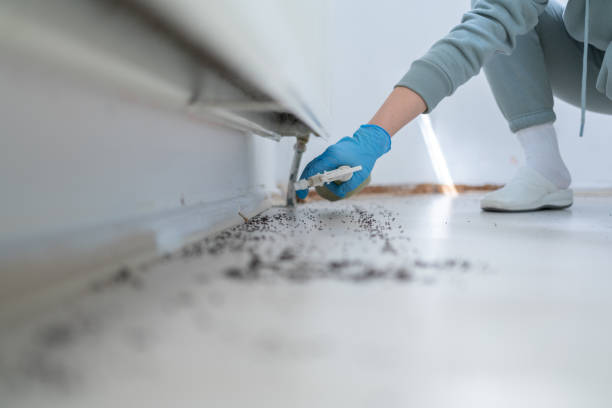 Best Affordable Pest Control Services  in Gunbarrel, CO