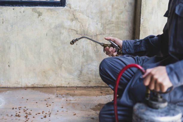 Best Termite Control Services  in Gunbarrel, CO